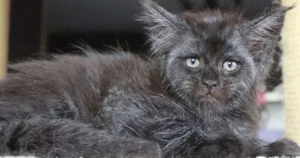 Mačka Maine Coon je videti kot človek, ujet v mačjem telesu